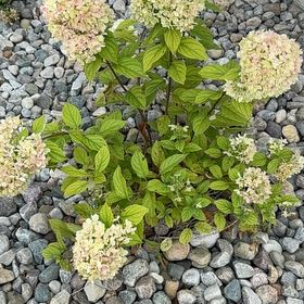 Photo of the plant species Panicle Hydrangea by @SpicyMoss66 named Bigleef Smalls on Greg, the plant care app