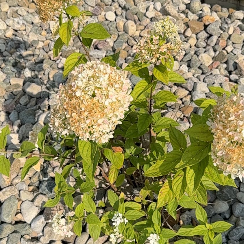 Photo of the plant species Panicle Hydrangea by @SpicyMoss66 named LiloStitch on Greg, the plant care app