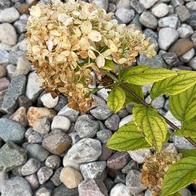 Photo of the plant species Panicle Hydrangea by @SpicyMoss66 named Kylie on Greg, the plant care app