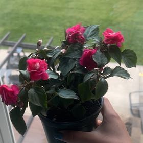 Photo of the plant species Double Impatiens by @Miawilliams named Dolores on Greg, the plant care app