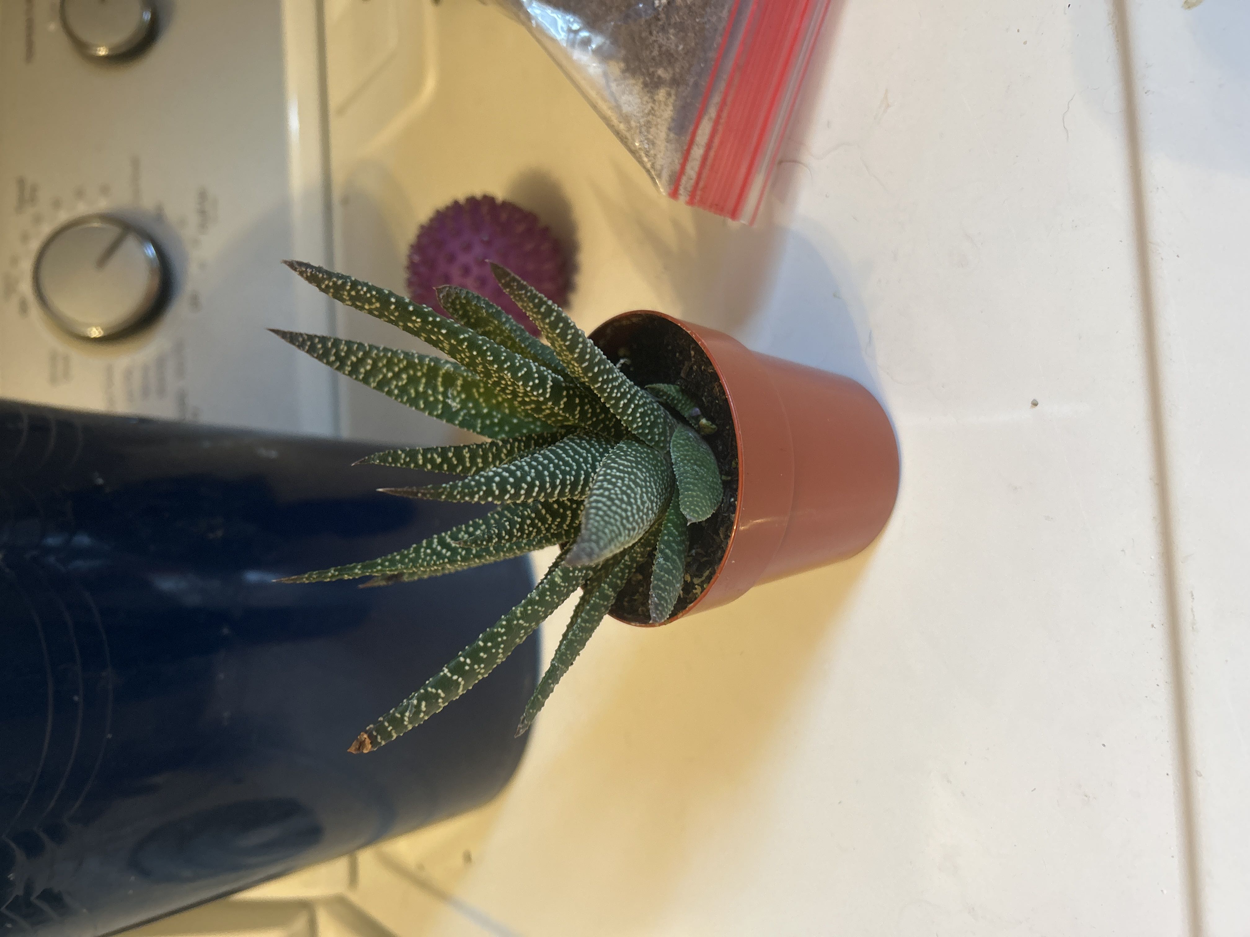 Photo from the post