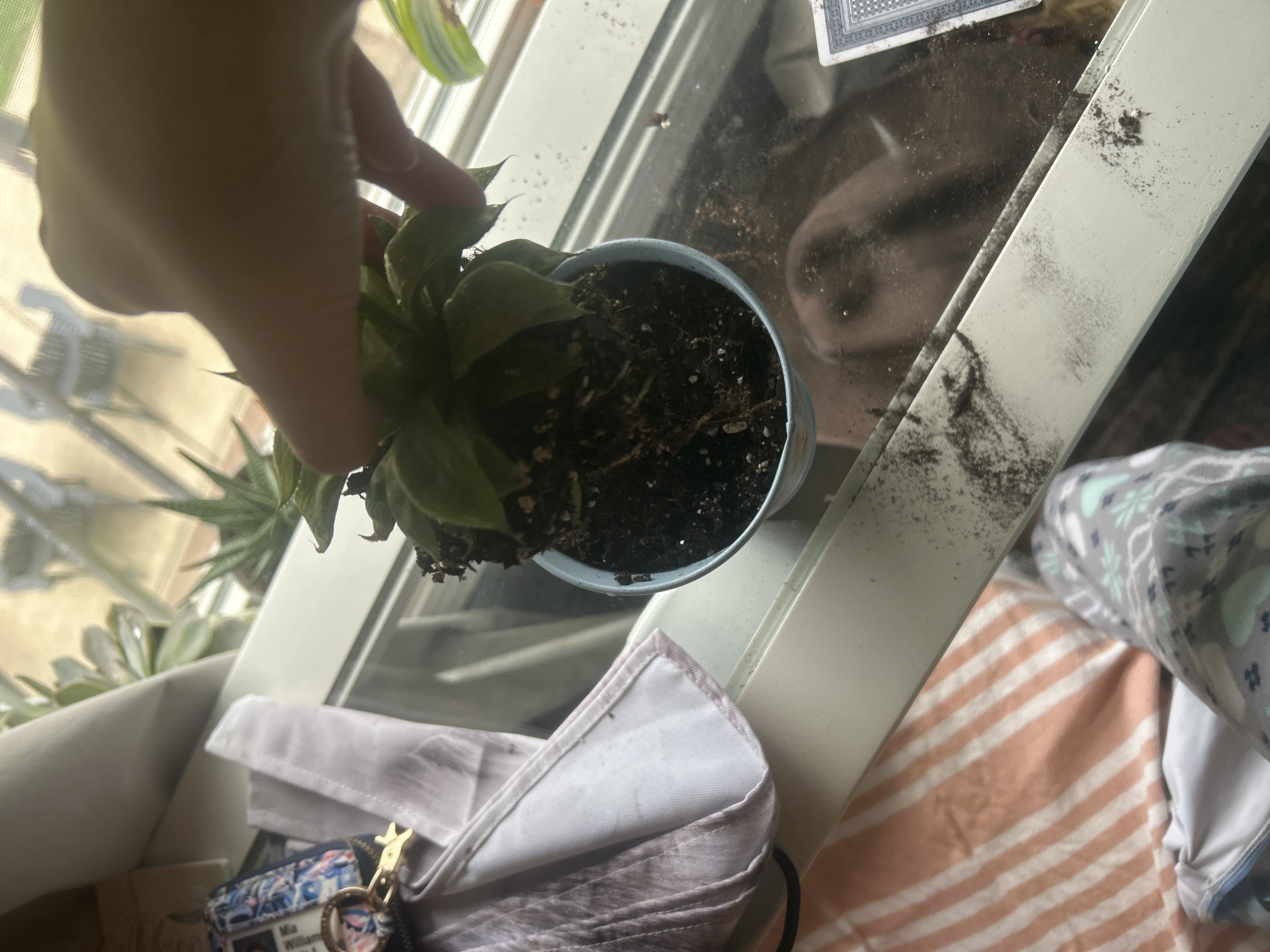 Photo from the post