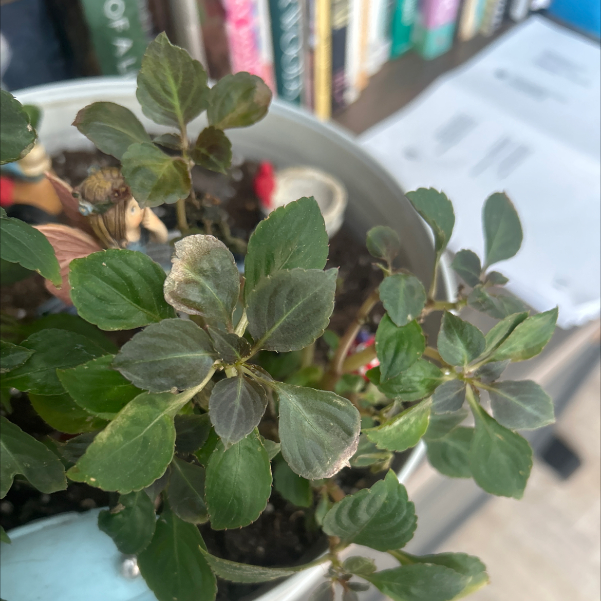 Photo of the plant species Double Impatiens by @Miawilliams named Dolores on Greg, the plant care app
