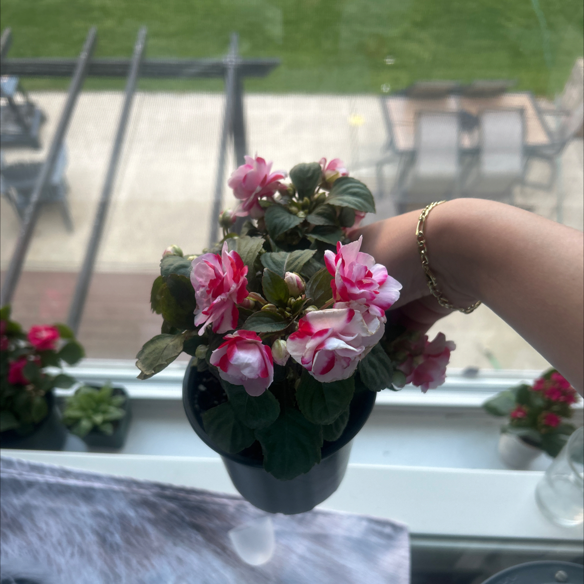 Photo of the plant species Double Impatiens by @Miawilliams named Diana on Greg, the plant care app