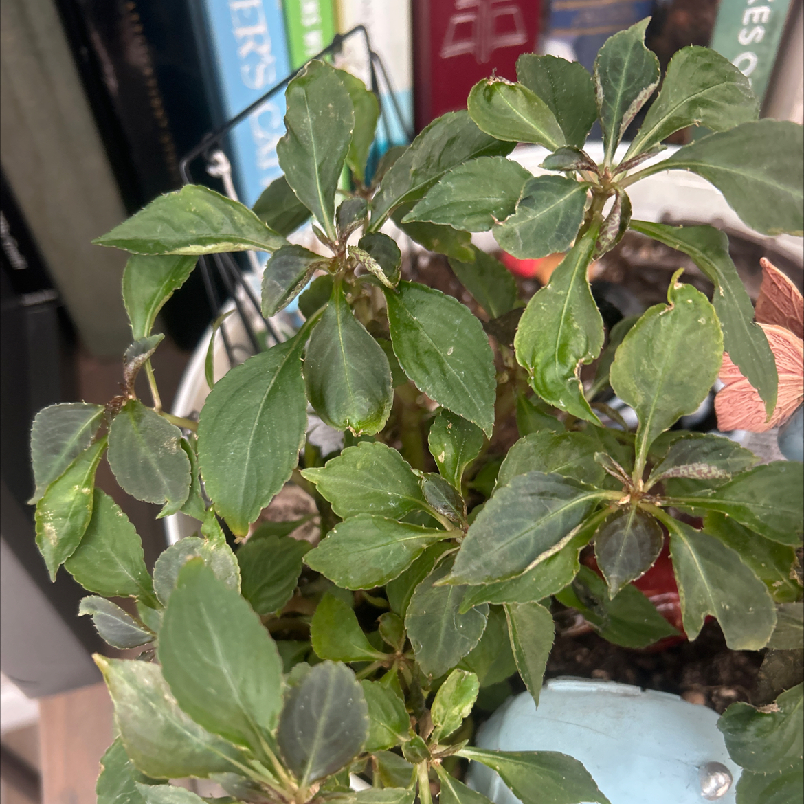 Photo of the plant species Double Impatiens by @Miawilliams named Diana on Greg, the plant care app