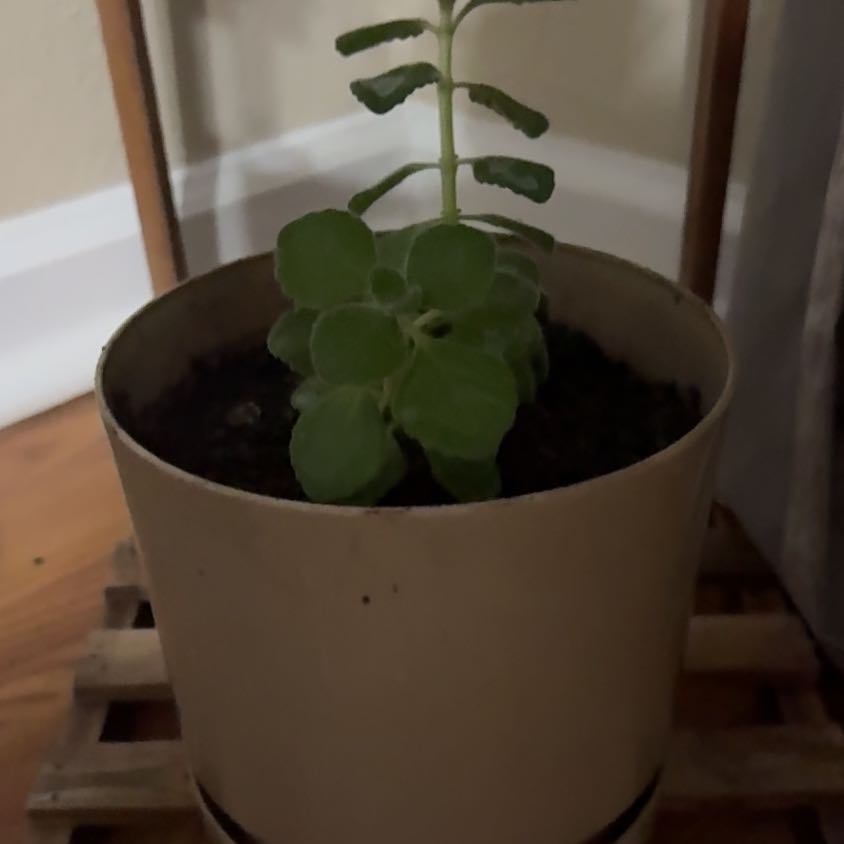 Photo of the plant species Cerveza n Lime by @LuxuryLentil30 named Rosa on Greg, the plant care app
