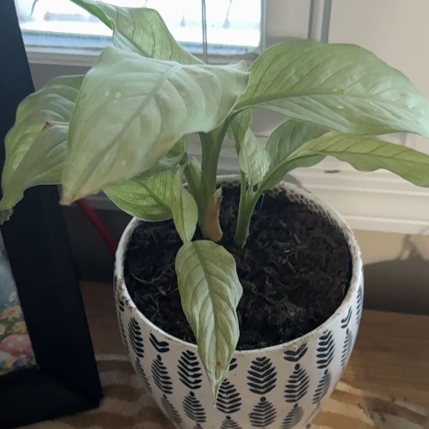 Photo of the plant species Dumb Cane by @LuxuryLentil30 named Mochi on Greg, the plant care app