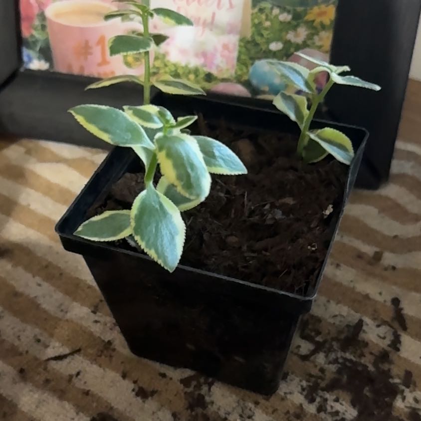 Photo of the plant species Calico Kitten by @LuxuryLentil30 named Hamilton on Greg, the plant care app