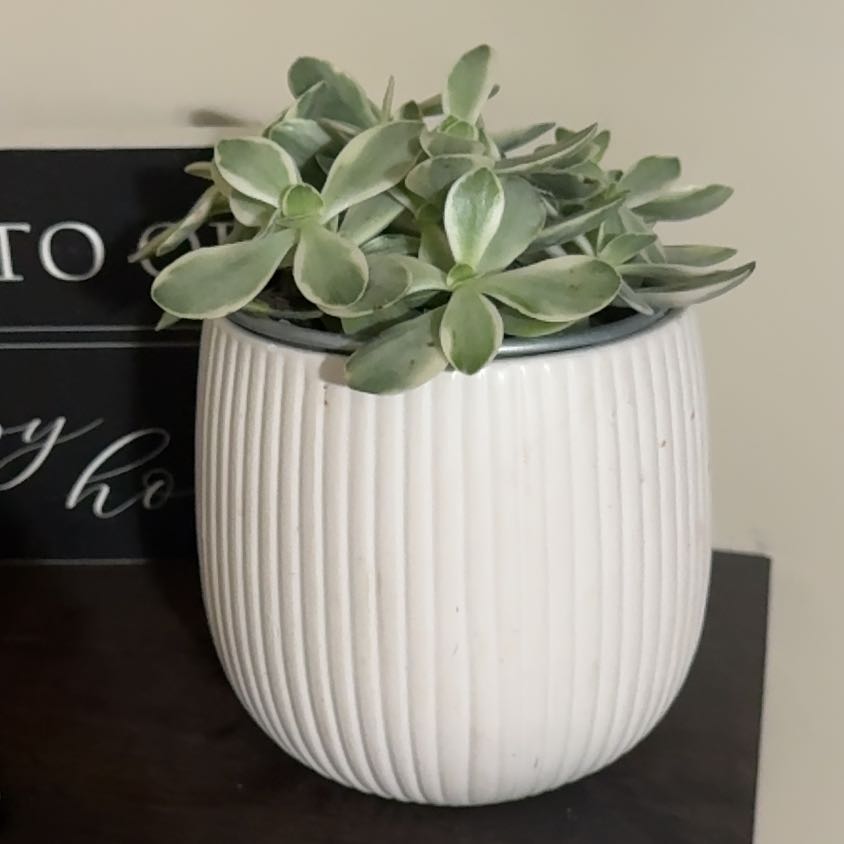 Photo of the plant species Variegated Jade by @LuxuryLentil30 named Queen on Greg, the plant care app