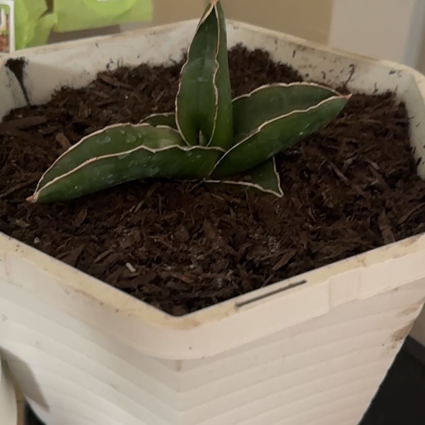 Photo of the plant species Queen Victoria Agave by @LuxuryLentil30 named Navajo on Greg, the plant care app