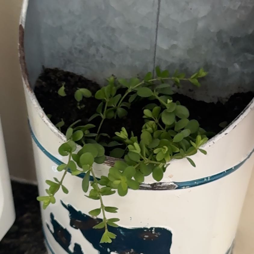 Photo of the plant species Acorn Peperomia by @LuxuryLentil30 named Einstein on Greg, the plant care app