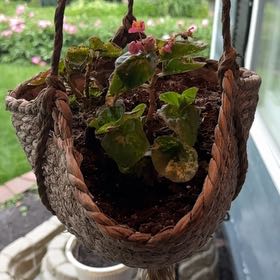Photo of the plant species Wax Begonia by @LuxuryLentil30 named Sherlock on Greg, the plant care app