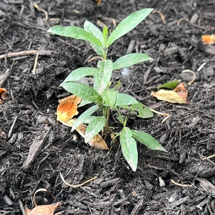 Photo of the plant species Scarlet Milkweed by @LuxuryLentil30 named Pax on Greg, the plant care app