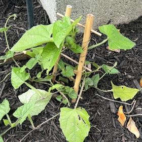 Photo of the plant species Blackeyed Susan Vine by @LuxuryLentil30 named Sigmund on Greg, the plant care app