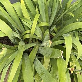 Photo of the plant species Blackberry Lily by @LuxuryLentil30 named Maya on Greg, the plant care app