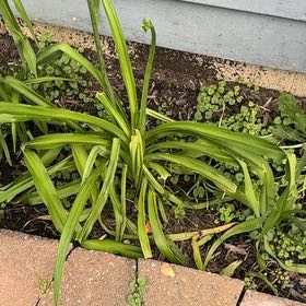 Photo of the plant species Orange Daylily by @LuxuryLentil30 named Kendall on Greg, the plant care app