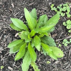 Photo of the plant species Daisy by @LuxuryLentil30 named Keanu Leaves on Greg, the plant care app