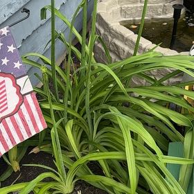 Photo of the plant species Orange Daylily by @LuxuryLentil30 named James Dean on Greg, the plant care app
