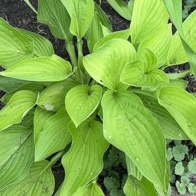 Photo of the plant species Plantain Lily by @LuxuryLentil30 named Ronaldo on Greg, the plant care app