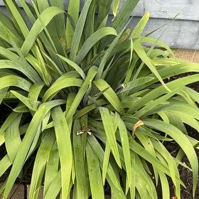 Photo of the plant species Blackberry Lily by @LuxuryLentil30 named Doja Cat on Greg, the plant care app