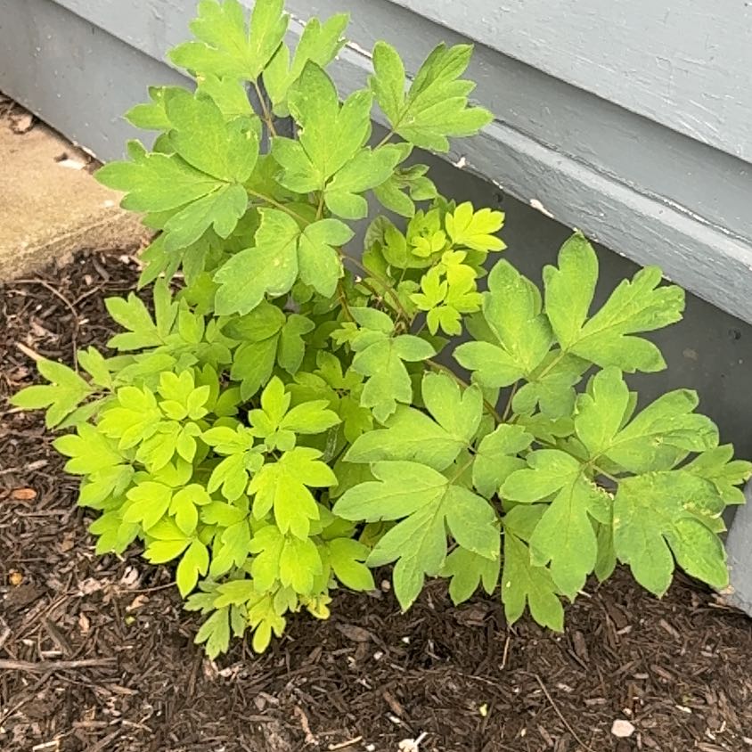 Photo of the plant species Asian Bleeding-Heart by @LuxuryLentil30 named Rihanna on Greg, the plant care app