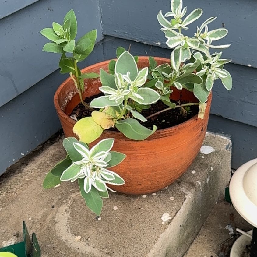Photo of the plant species Snow on the Mountain by @LuxuryLentil30 named Wall-E on Greg, the plant care app