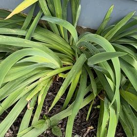 Photo of the plant species Blackberry Lily by @LuxuryLentil30 named Foxxy on Greg, the plant care app