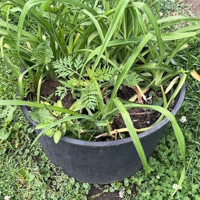 Photo of the plant species Orange Daylily by @LuxuryLentil30 named Clooney on Greg, the plant care app