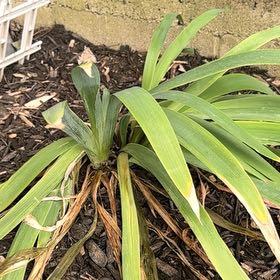 Photo of the plant species Blackberry Lily by @LuxuryLentil30 named Harmony on Greg, the plant care app
