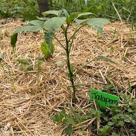 Photo of the plant species Jalapeño Pepper by @LuxuryLentil30 named Spice Girls on Greg, the plant care app