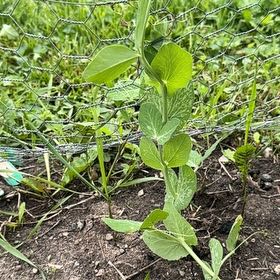 Photo of the plant species Beach Pea by @LuxuryLentil30 named Pea-ter Pan on Greg, the plant care app