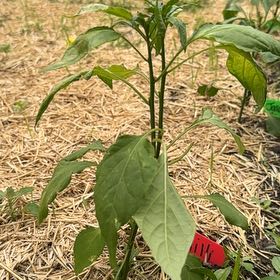 Photo of the plant species Cheyenne Chilli Pepper by @LuxuryLentil30 named The Spice Is Right on Greg, the plant care app