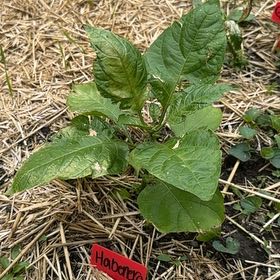 Photo of the plant species Habanero Pepper by @LuxuryLentil30 named Lava Lamp on Greg, the plant care app