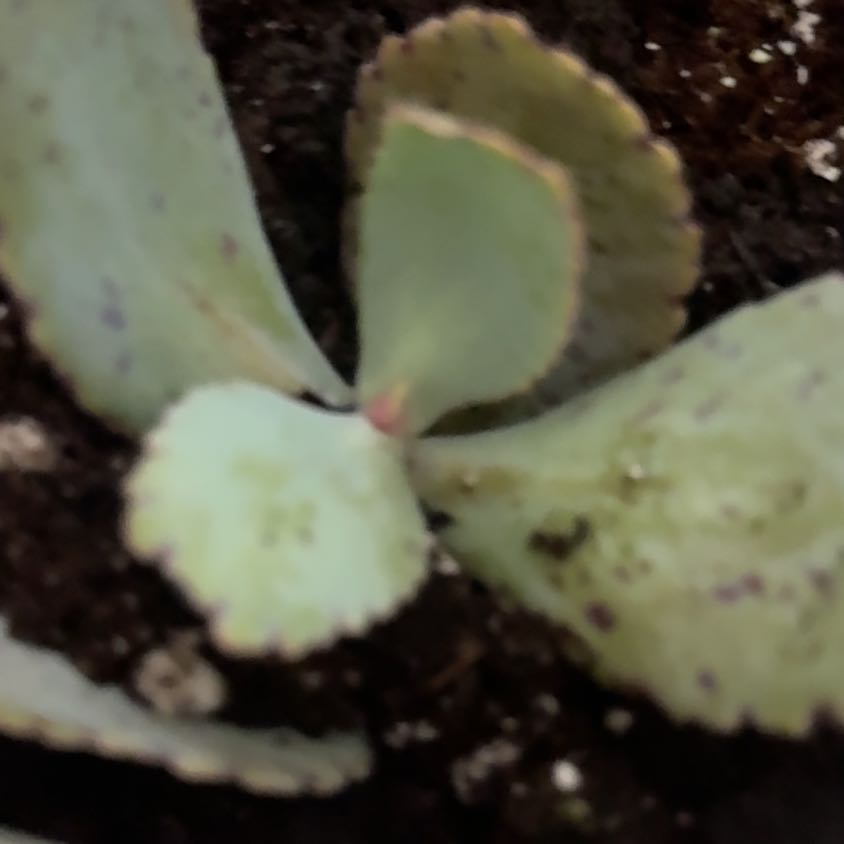 Photo of the plant species Penwiper Plant by @LuxuryLentil30 named Tree Diddy on Greg, the plant care app