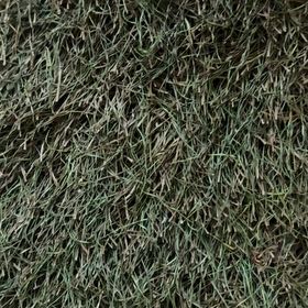 Photo of the plant species Bermuda Grass by @KnightRosea1 named Diana on Greg, the plant care app
