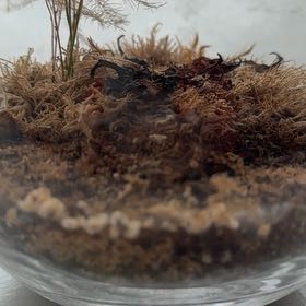 Photo of the plant species Roundleaf Ceratodon Moss by @StoutAster81 named Darwin on Greg, the plant care app