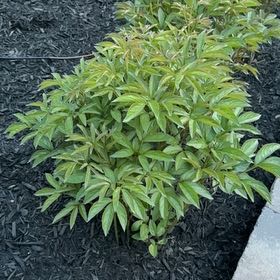 Photo of the plant species Common Peony by @ThoroughMelon named Mando on Greg, the plant care app