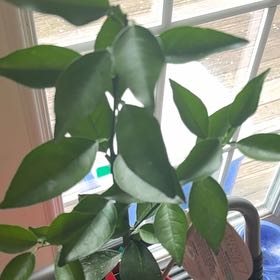 Photo of the plant species Blood Orange by @SassyBogbean74 named Robert Plant on Greg, the plant care app