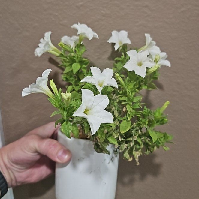 Photo of the plant species Bioluminescent Firefly Petunia by @AvidOnion65 named Kesha on Greg, the plant care app