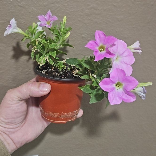 Photo of the plant species Bioluminescent Firefly Petunia by @AvidOnion65 named Mando on Greg, the plant care app