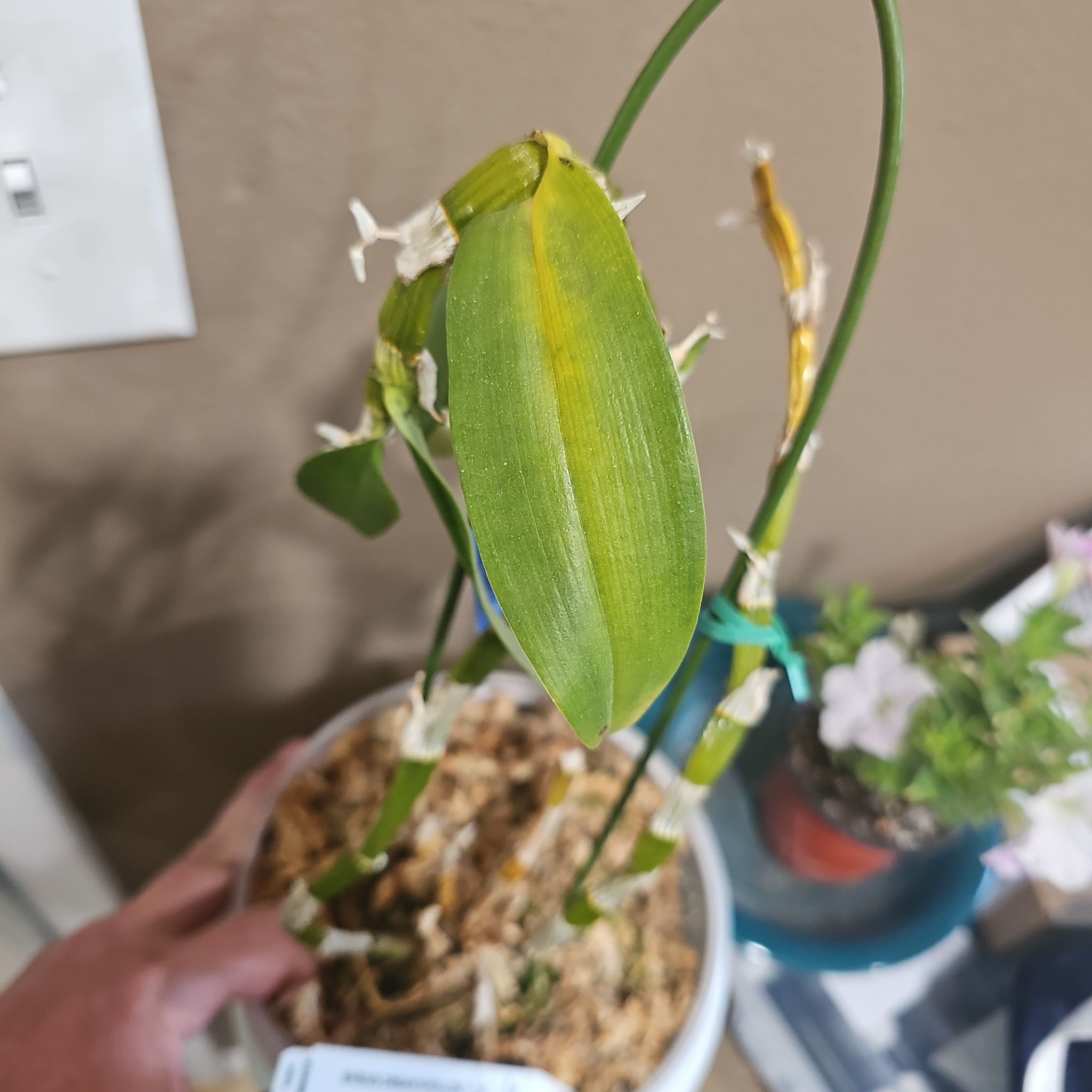 Photo of the plant species Dendrobium 'Spring Dream Apollon' by @AvidOnion65 named Remington on Greg, the plant care app