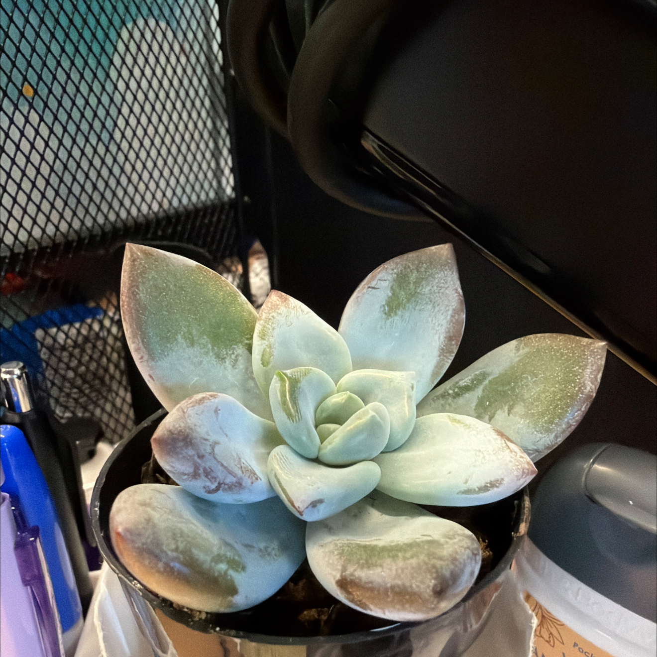 Photo of the plant species Pachyveria 'Powder Puff' by @ProJuniper12 named Willow on Greg, the plant care app