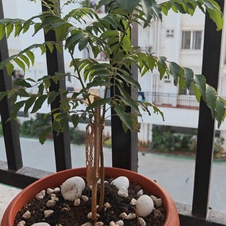 Photo of the plant species Curry Tree by @ZippyLime83 named Mochi on Greg, the plant care app