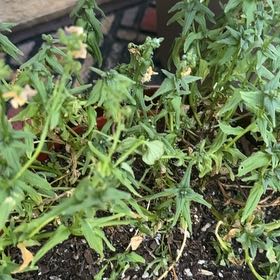 Photo of the plant species Nemesia Fruiticans by @MajorCaladium70 named Mochi on Greg, the plant care app