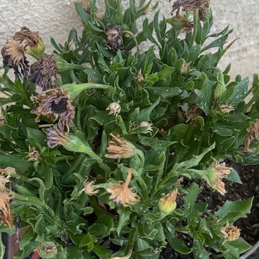 Photo of the plant species Marigold by @MajorCaladium70 named Lavender on Greg, the plant care app