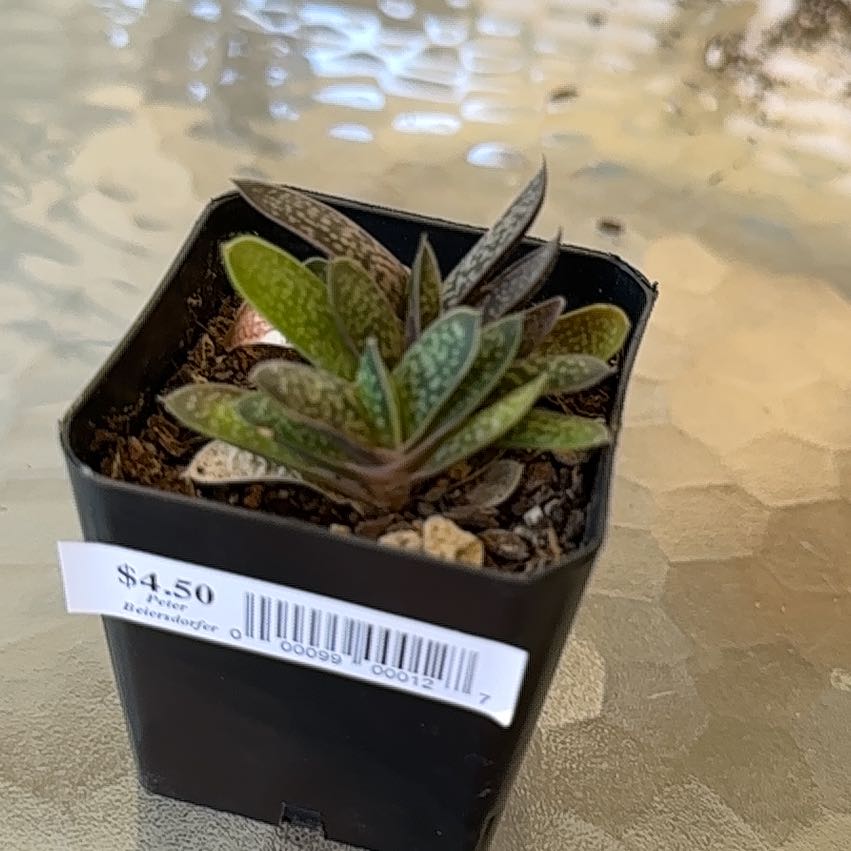 Photo of the plant species Gasteria pillansii by @MajorCaladium70 named Zion on Greg, the plant care app