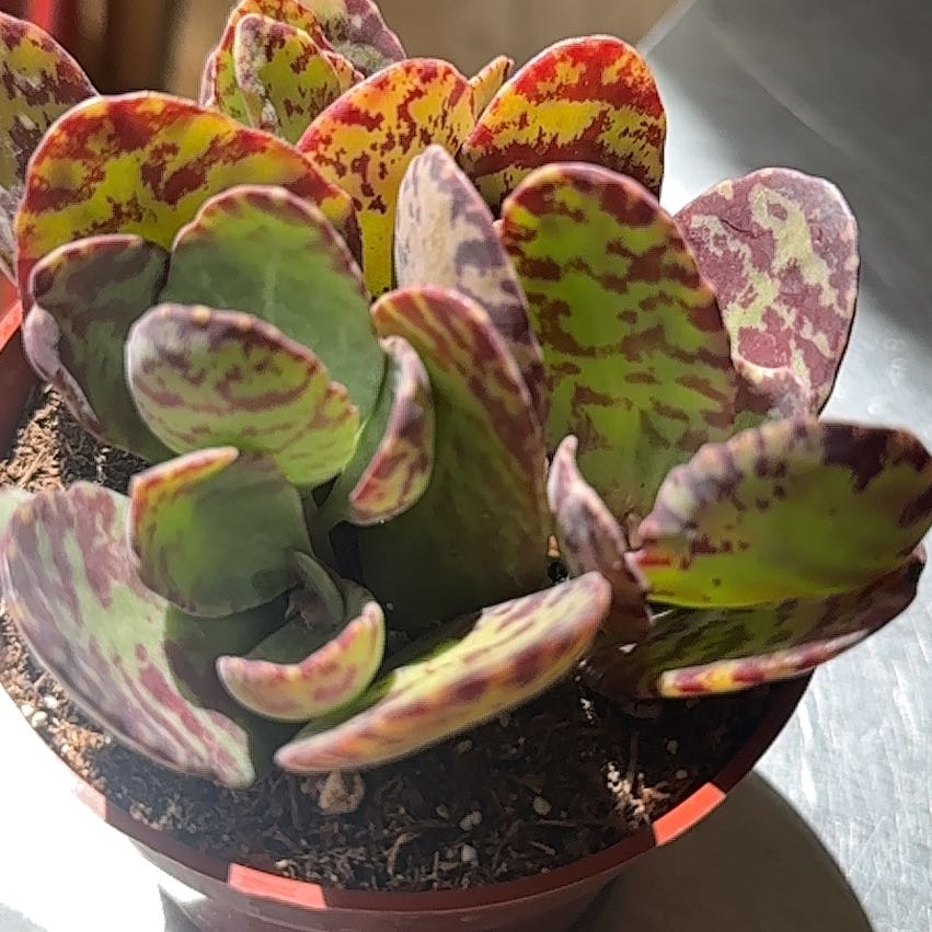 Photo of the plant species Andromischus Triflorus by @MajorCaladium70 named Sir Plancelot on Greg, the plant care app