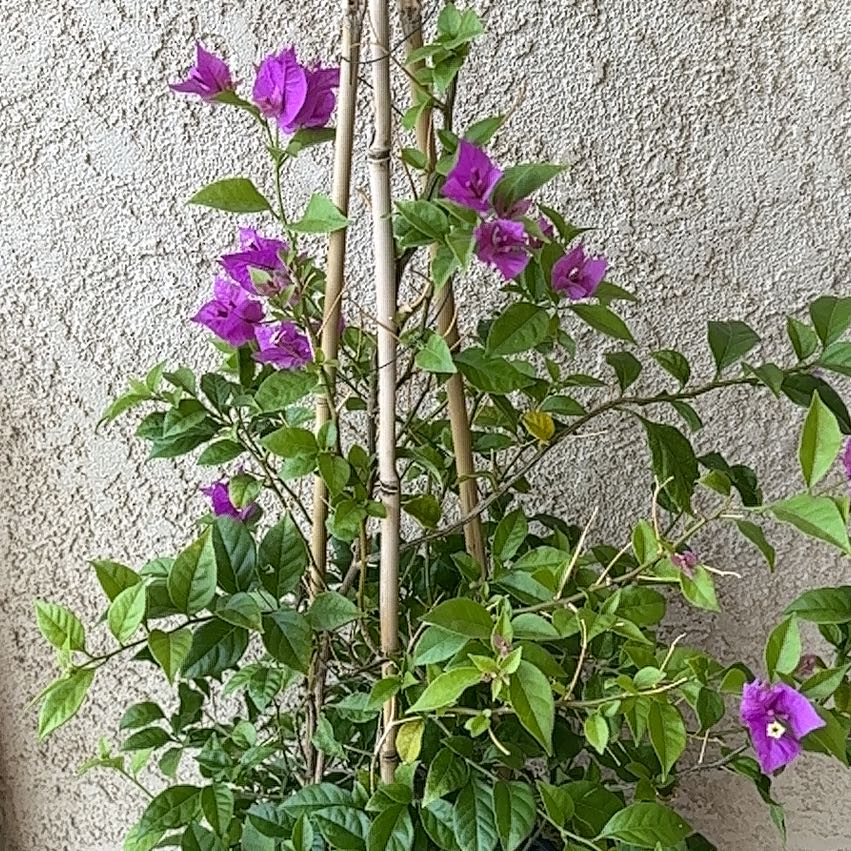Photo of the plant species Lesser Bougainvillea by @MajorCaladium70 named Sol on Greg, the plant care app