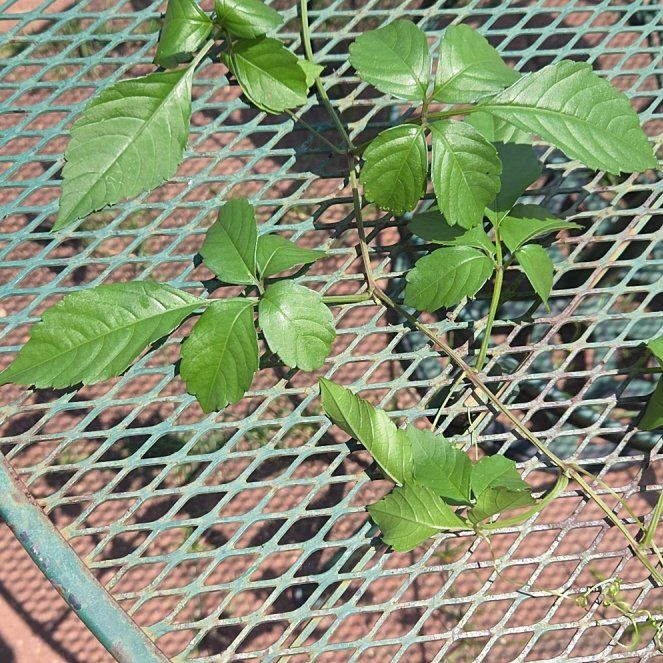 Photo of the plant species Virginia Creeper by @StaunchGray52 named Willow on Greg, the plant care app
