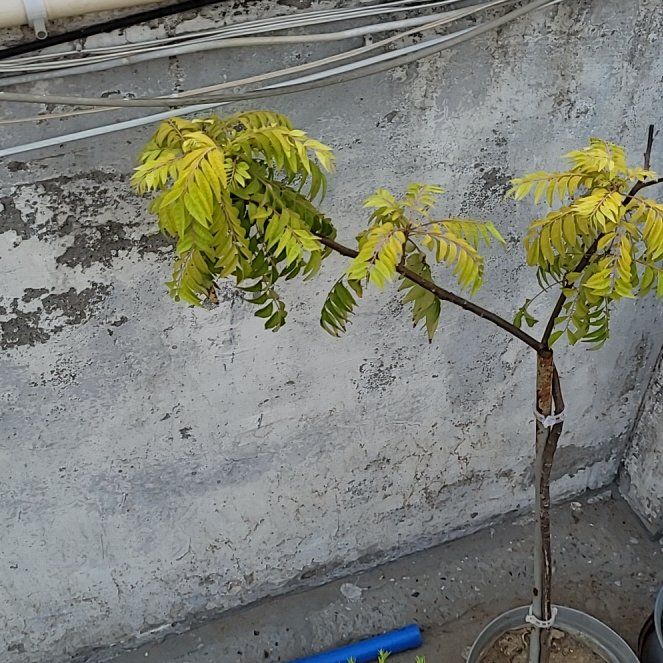 Photo of the plant species Tree-of-Heaven by @AceMira56 named Sonora on Greg, the plant care app